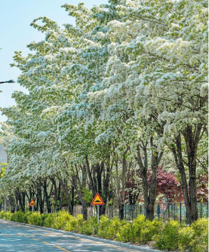 전주 이팝나무 철길