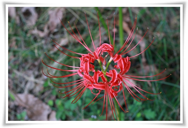 "상사화" 이루어질 수 없는 사랑의 꽃, 그 아름다움과 가치!