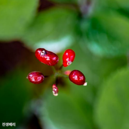 진생베리