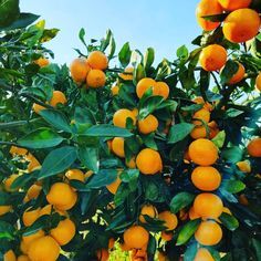 오렌지나무