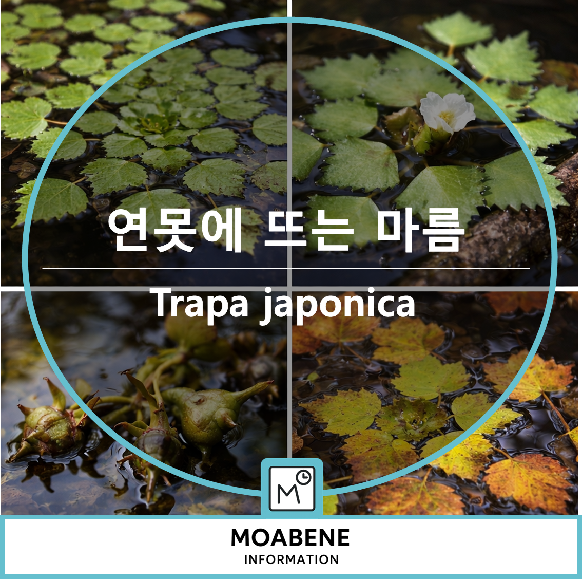 연못에 뜨는 &lsquo;마름(Trapa japonica)&rsquo; 알아보기: 생김새부터 채취&middot;조리&middot;주의사항까지