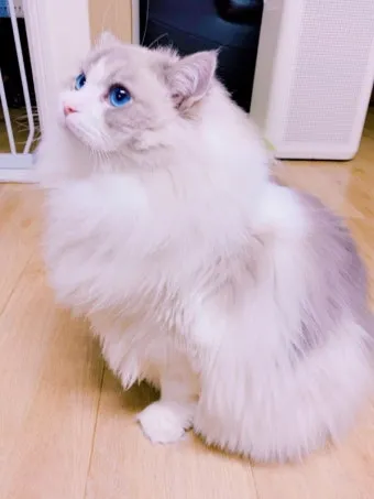 고양이 합사 방법 실패 스트레스 서열_11