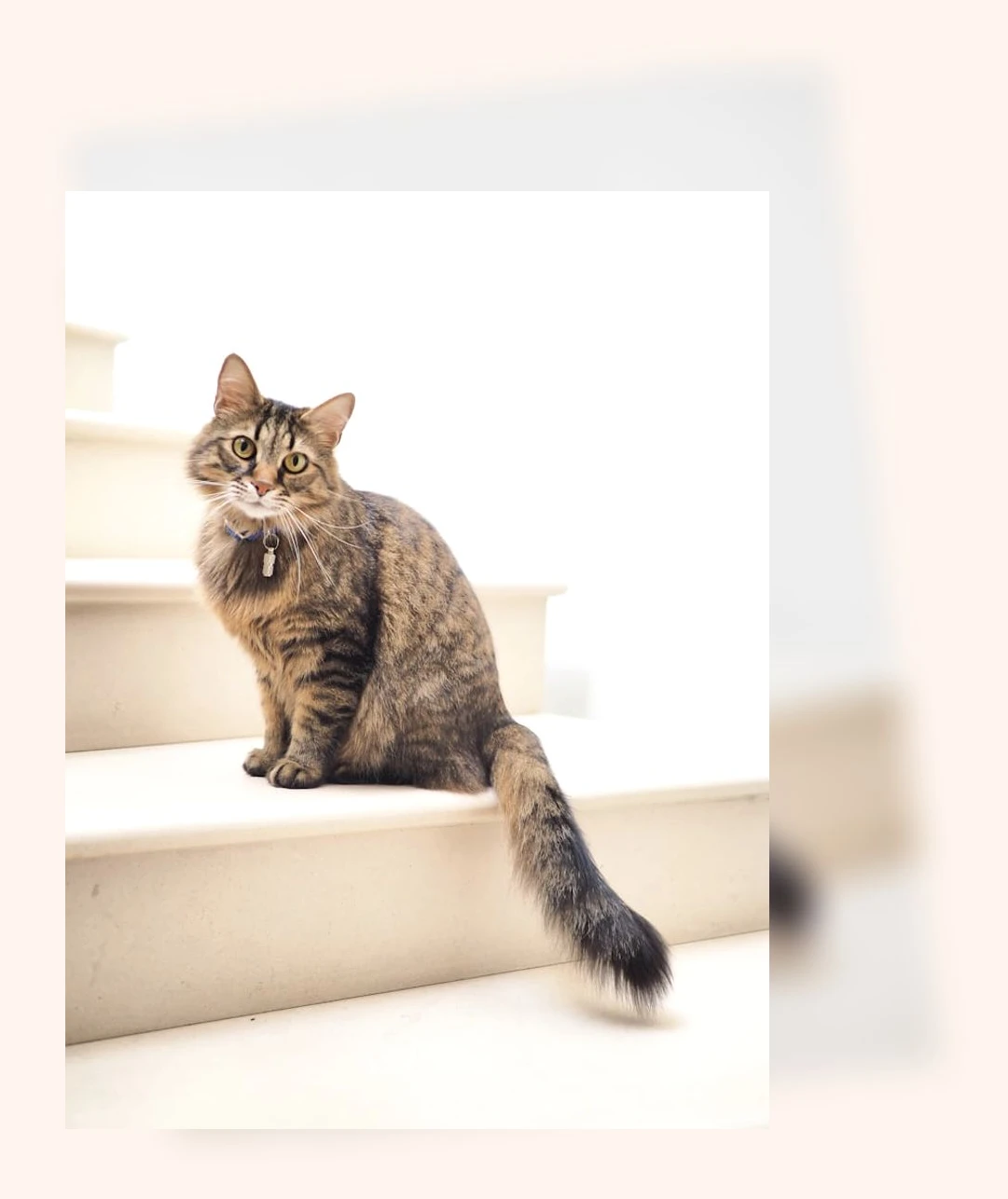 고양이 화장실 관리_1_subsection