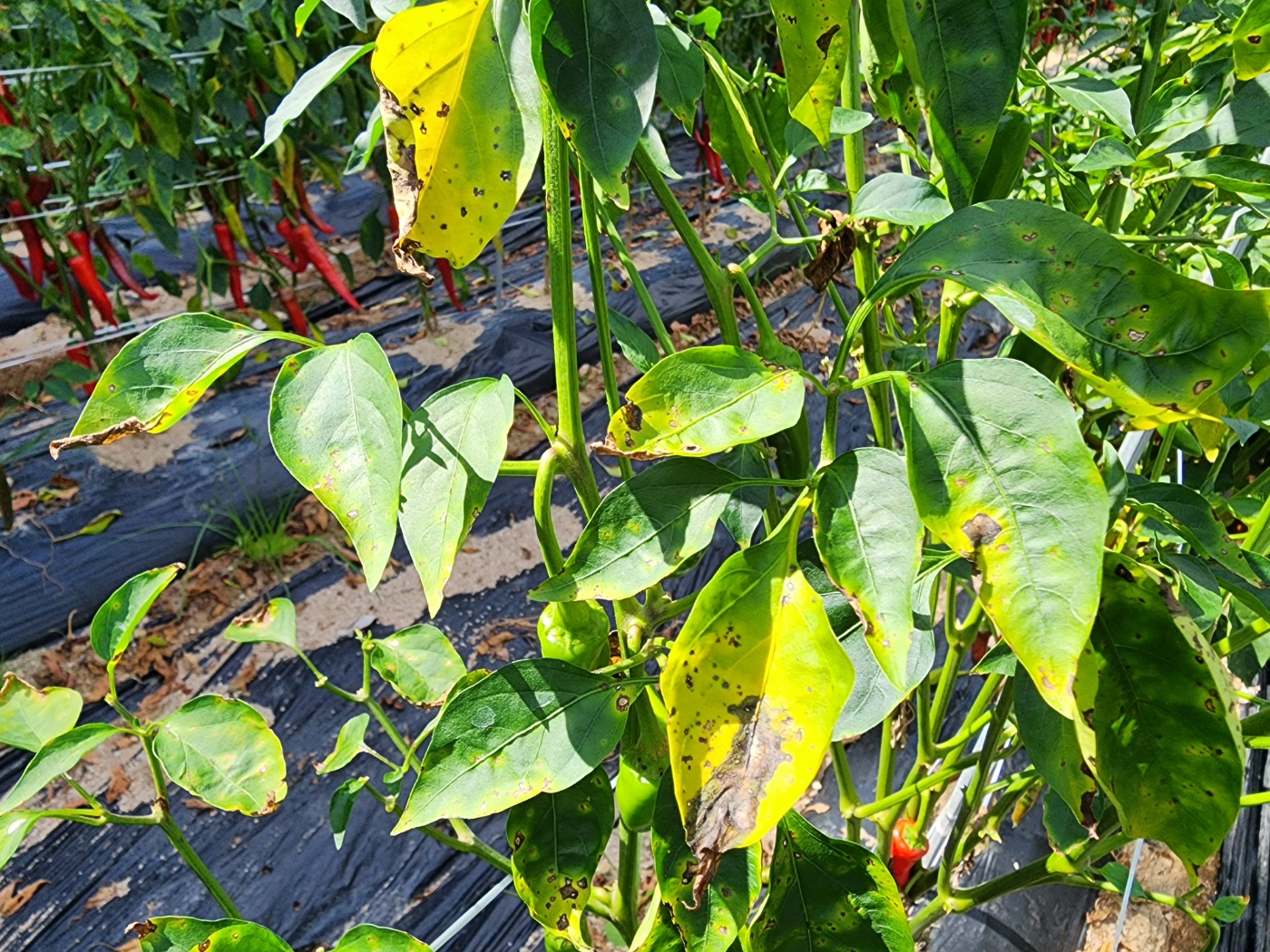 고추병충해 종류 사진 방재, 역병 탄저병 바이러스병 풋마름병