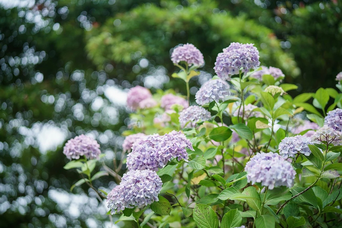 한림공원 수국 명소 가이드! 제주에서 만나는 6월 수국정원