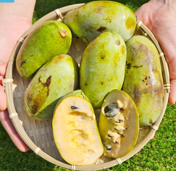 6시내고향-포포열매-논산