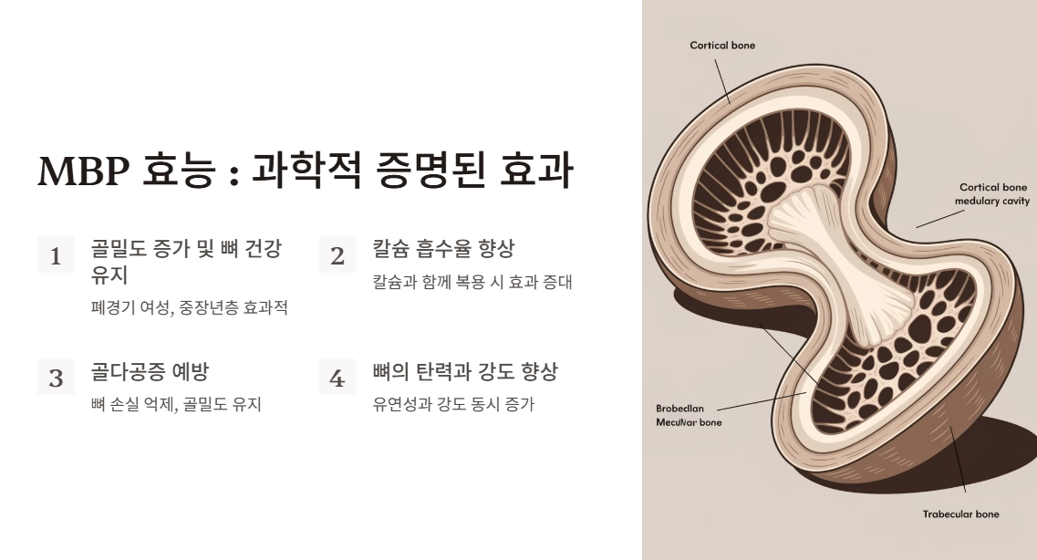 MBP 효능: 과학적으로 증명된 효과