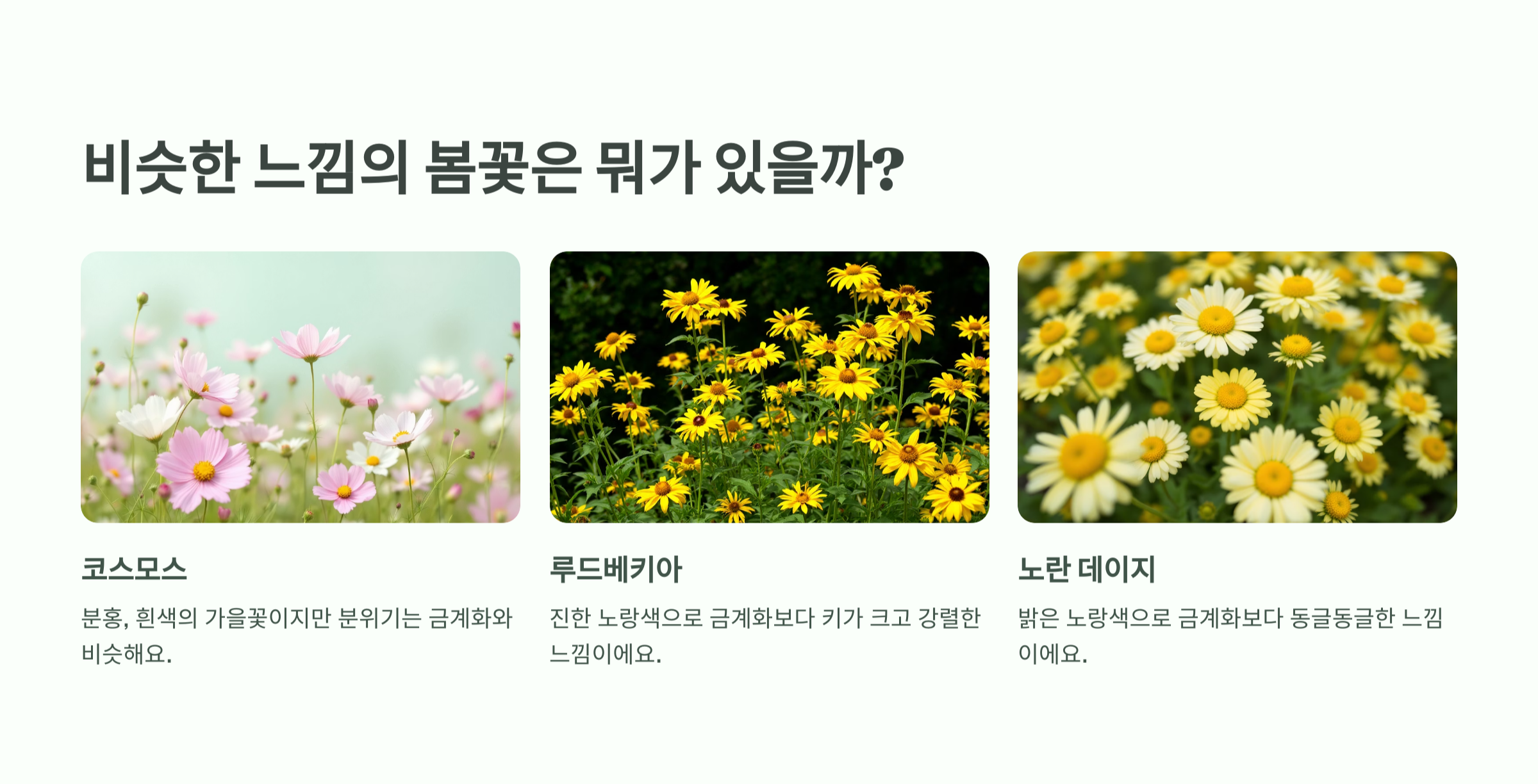 금계화