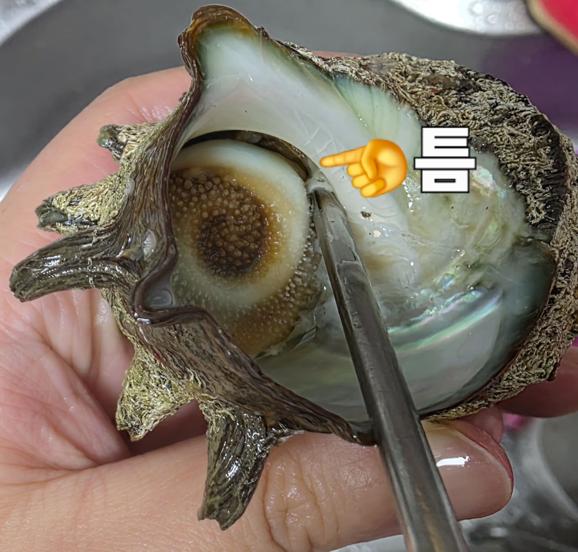 뿔소라-삶는법-안내-삶은-뿔소라-껍데기-틈-사이로-젓가락을-넣어-살짝-돌려주면-쉽게-분리됩니다.-잘-익은-소라는-젓가락-없이도-톡톡-흔들면-빠지기도-하지만&amp;#44;-하수구로-떨어지는-불상사가-생길-수-있으니-젓가락을-쓰는-게-가장-안전합니다.