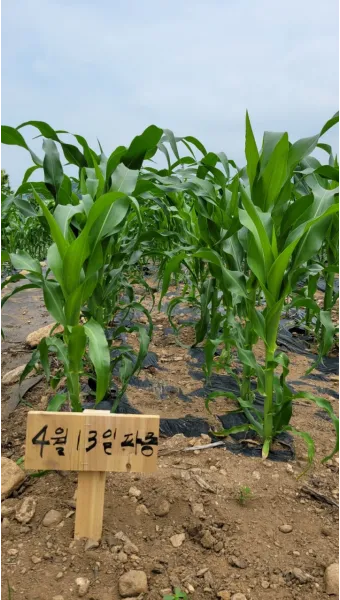 옥수수 파종 시기 심는 시기 재배법_3