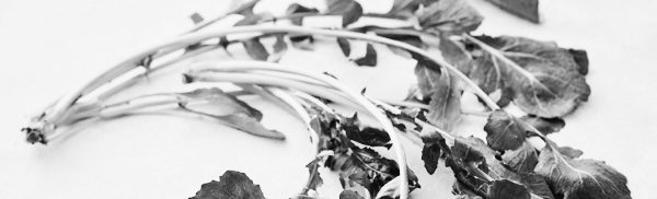 루꼴라 키우기, 루꼴라 효능