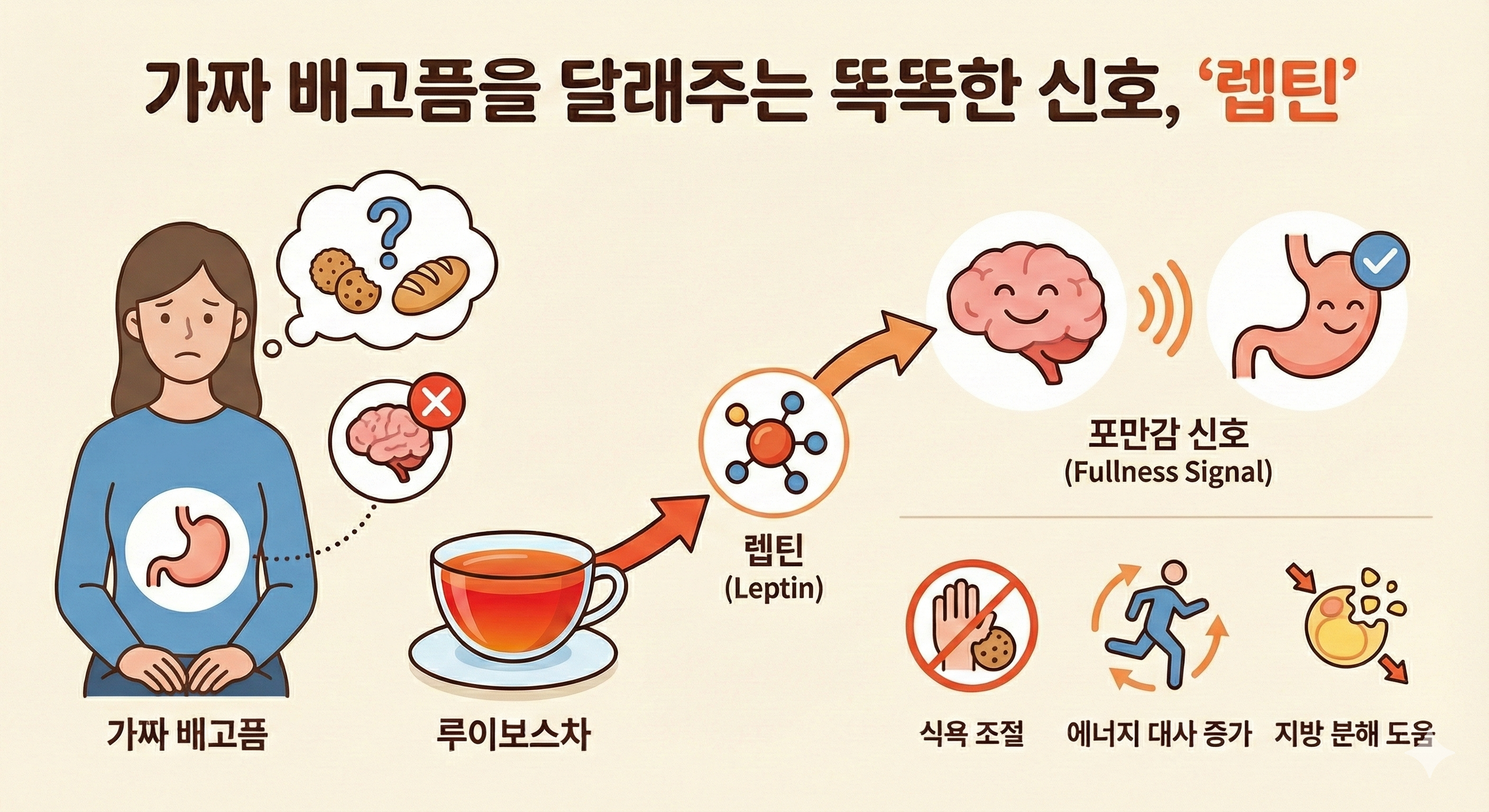 가짜 배고픔을 달래주는 똑똑한 신호, '렙틴'