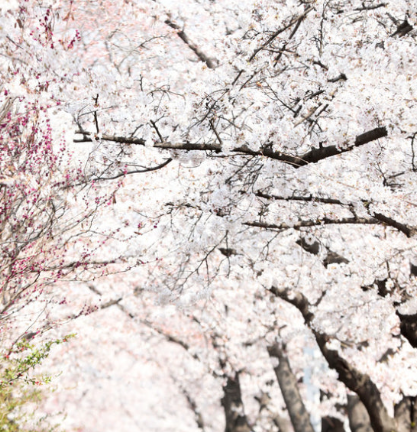 2025 영등포 여의도 봄꽃축제 벚꽃 절정