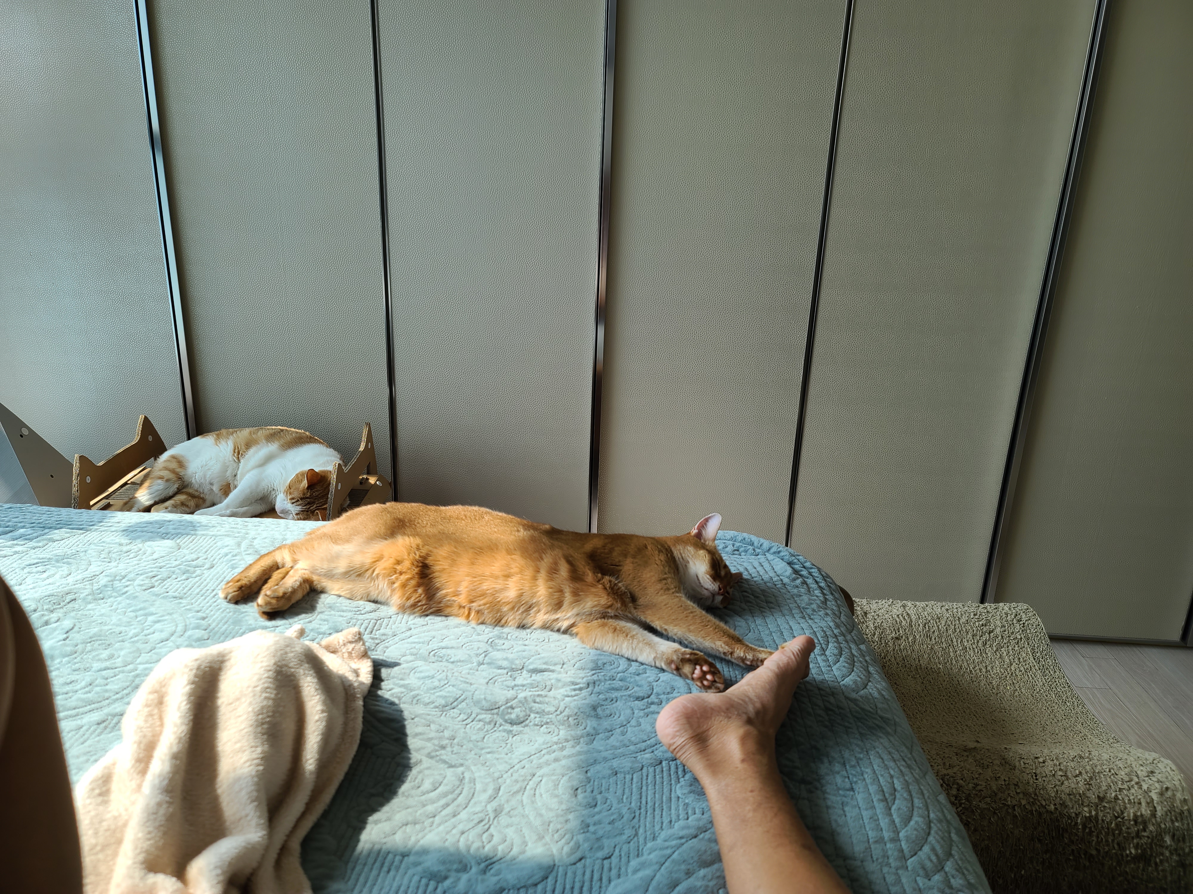 자다가 얼떨결에 발로 고양이랑 하이파이브.