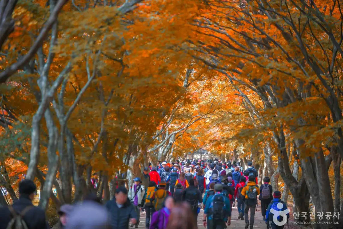 내장산 단풍터널