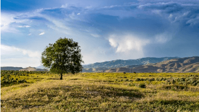 식목일 나무 무료