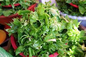  제14회 양평 용문산 산나물 축제 특징