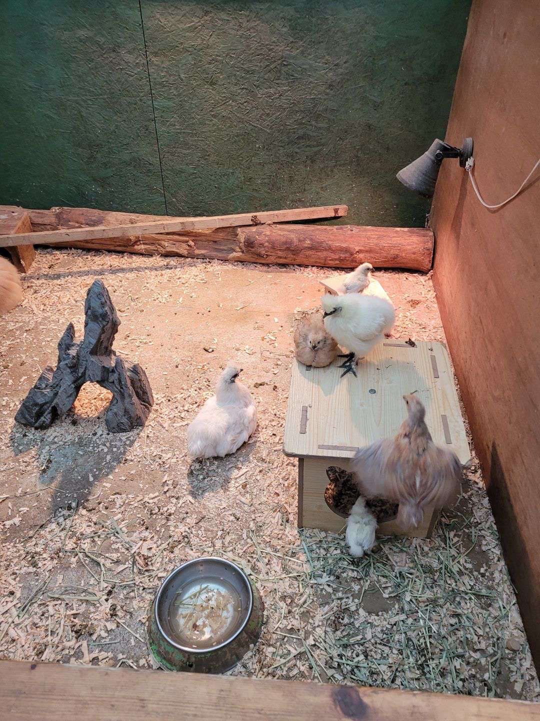 모여있는 병아리들