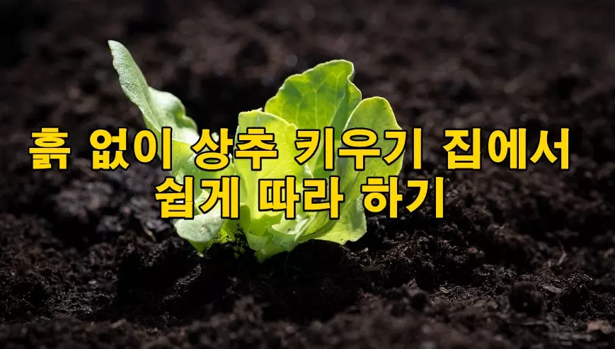 흙 없이 상추 키우기 집에서 쉽게 따라 하기