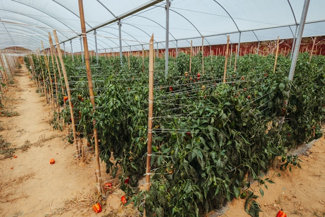 농업인연금보험료지원신청방법