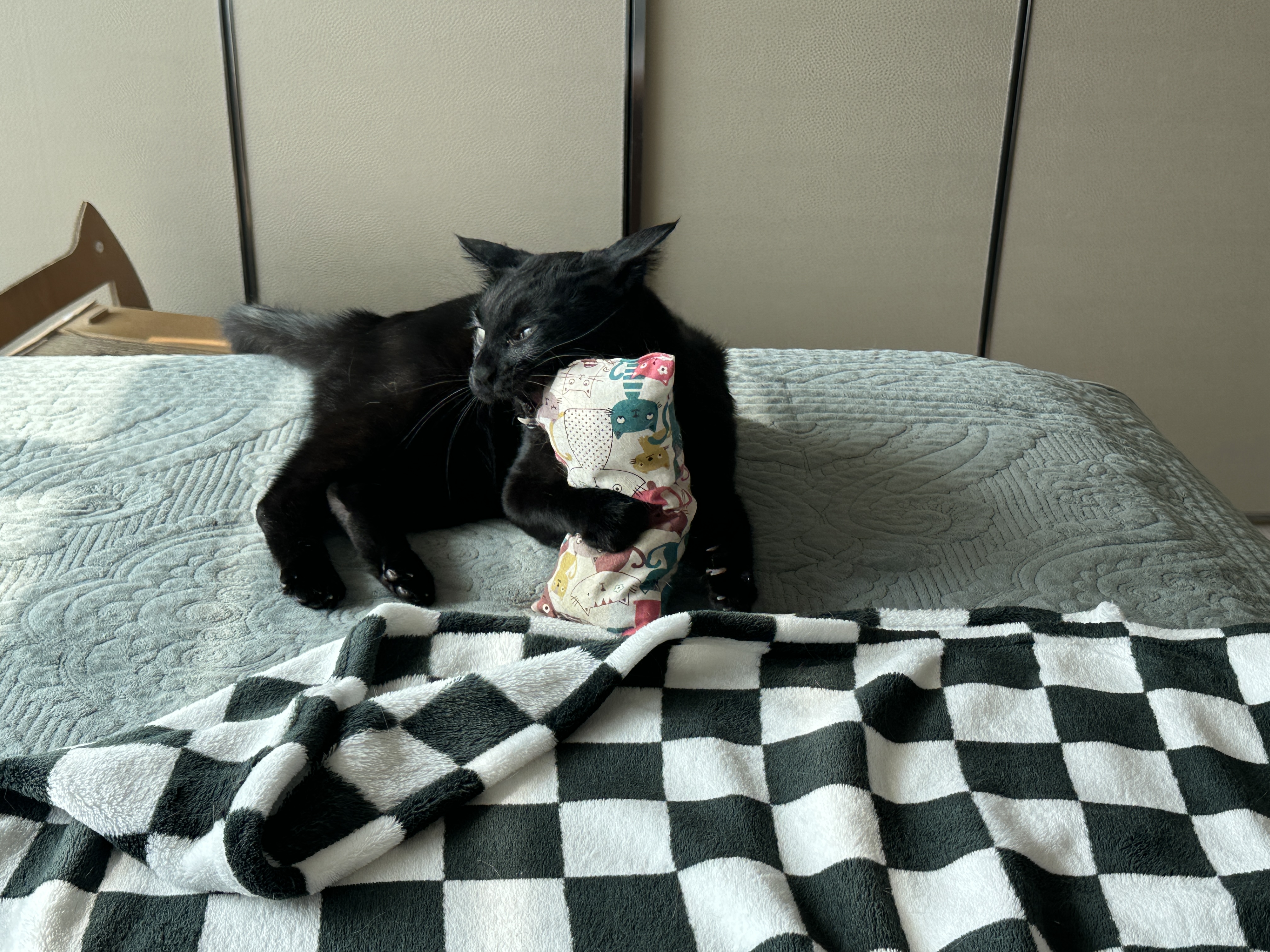 아침부터 캣닢에 취해 뒷발팡팡 남발하는 냥냥이 (feat.호야꼬리)