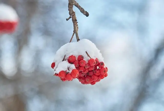 마가목의 놀라운 효능과 가격정보-자연이 준 면역 선물