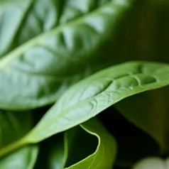 이명에좋은음식 이미지