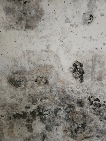 장마철 곰팡이 제거방법 꿀팁 정리 완벽 가이드_15