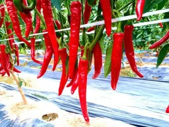 고추 재배 모종 고르기 지주 설치 시비 요령_2