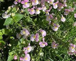  네메시아 이미지 사진