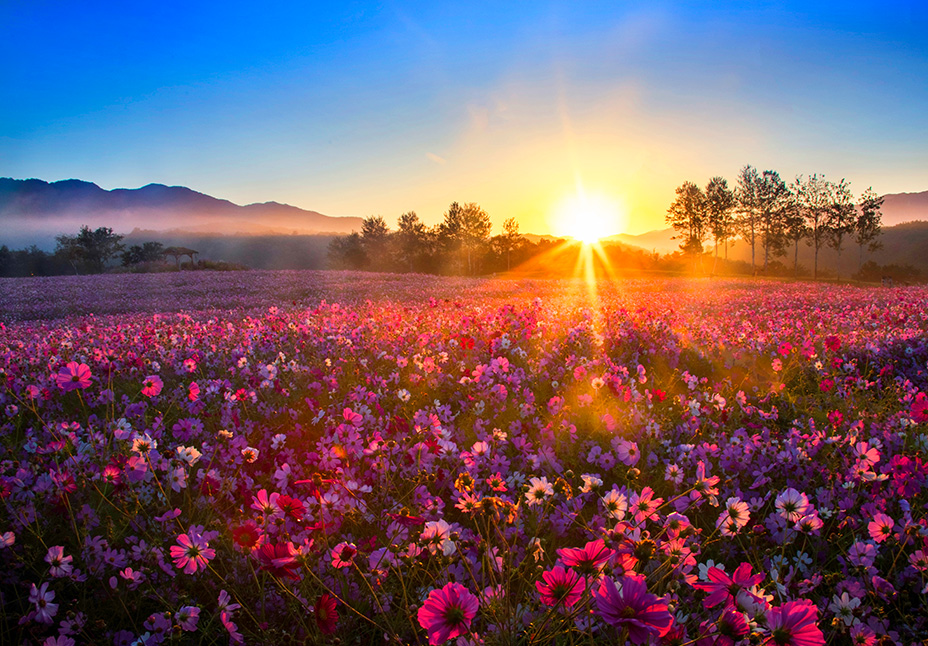 철원 고석정 꽃밭축제