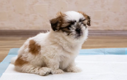변비인 강아지