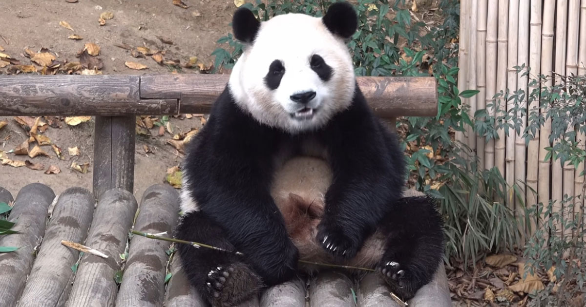 대한민국의 딸 푸바오