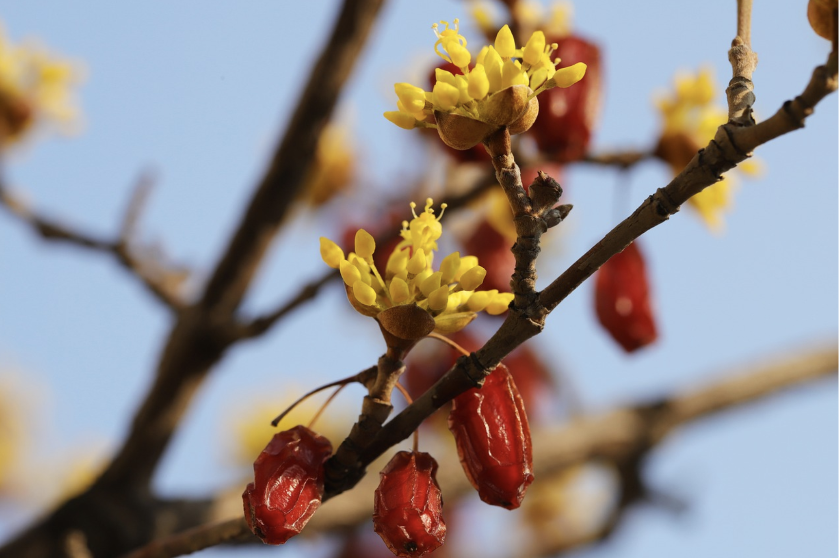2025 봄꽃 명소 추천: 벚꽃부터 유채꽃까지, 전국 꽃여행 총정리!