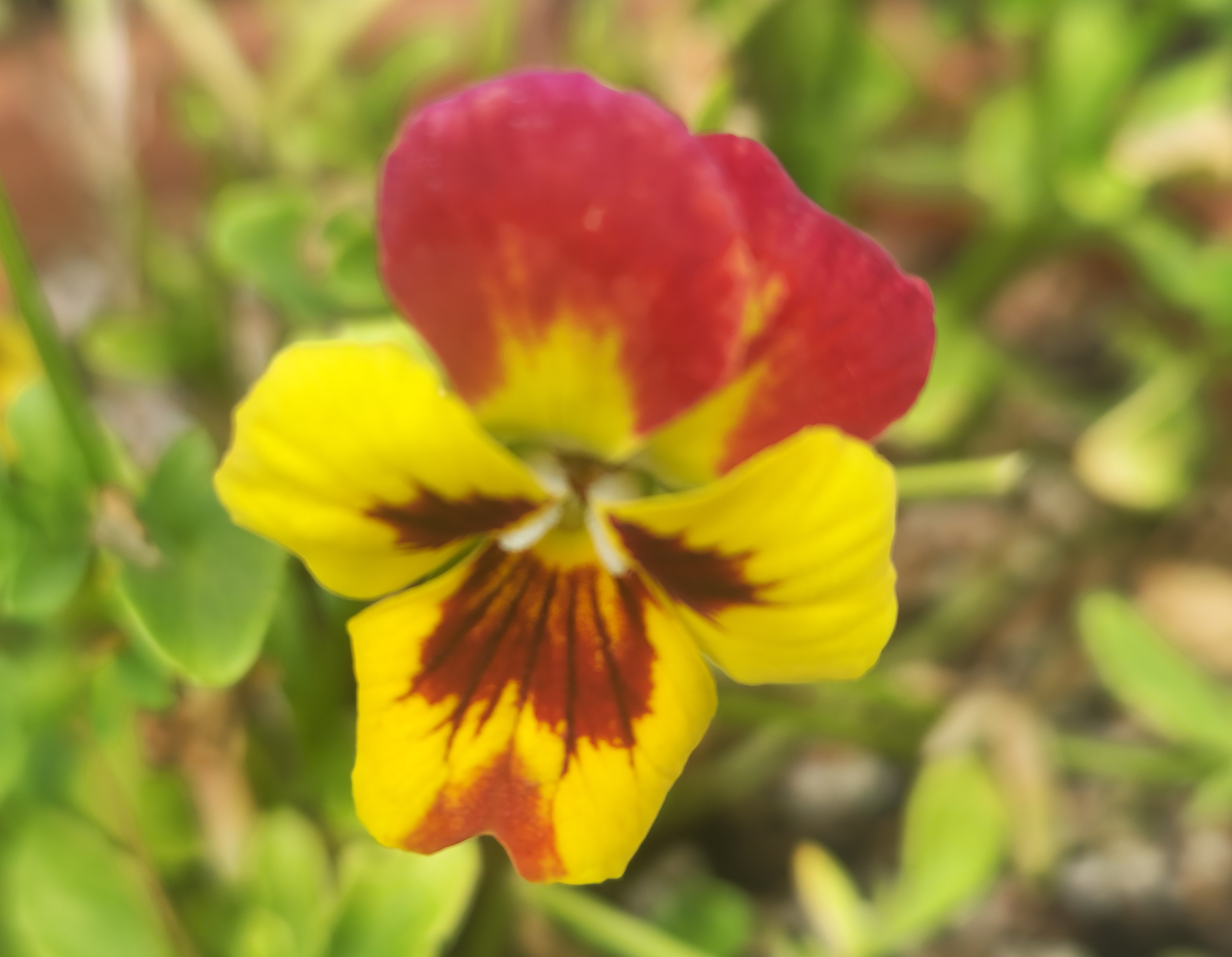 직접 찍은 노란색과 자주색이 조화를 이룬 팬지꽃