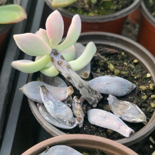 장마철 다육식물 물주기 실패