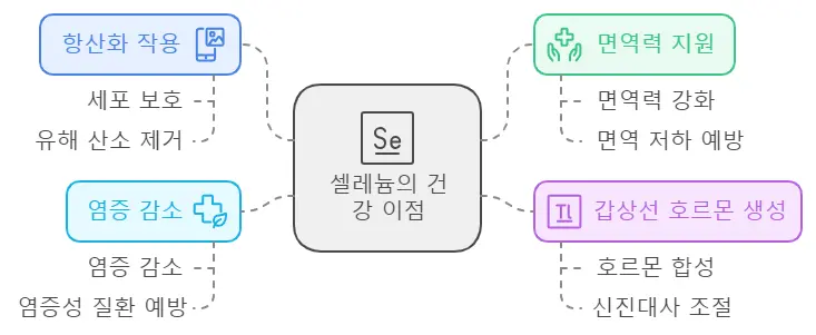 셀레늄 효능