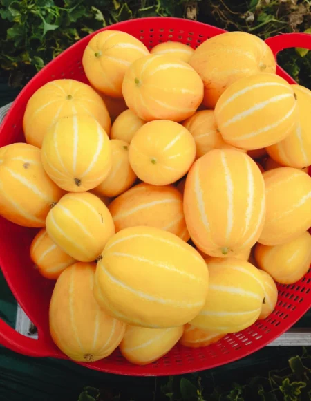 다정농원-무농약인증-성주-참외-가족이-뭐길래