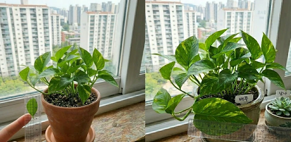 잎 크기가 작아진 스킨답서스와 잎 크기가 유지된 스킨답서스 화분을 나란히 비교하는 모습