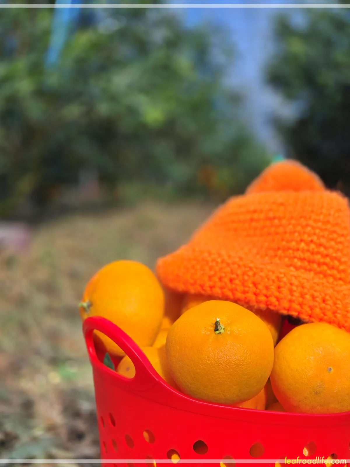 제주드림농원-레드향체험-레드향-바구니에-담은-모습