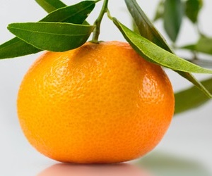 귤 다이어트 성분