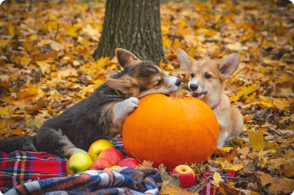 귤을-가지고-장난치는-강아지-두마리