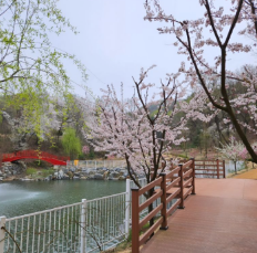 용인 자작나무숲 - 애견동반 입장료 펜션 예약
