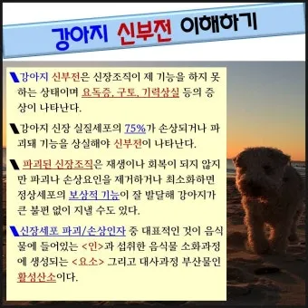 강아지 신부전에 좋은 음식 추천_8