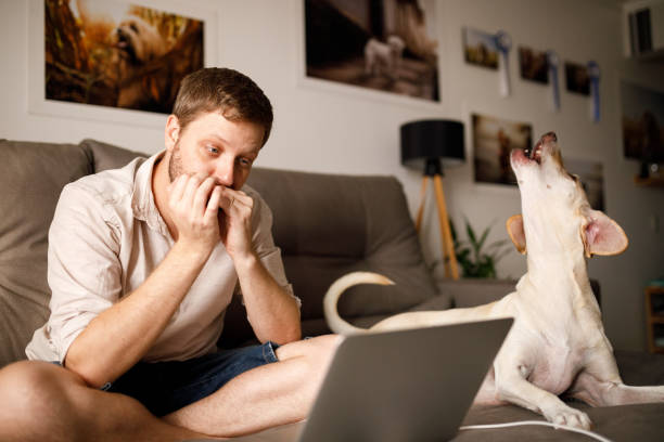 강아지가 하울링하는 본능적인 이유
