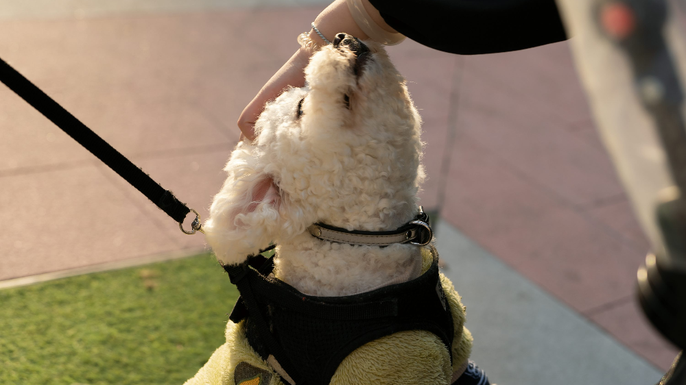 강아지 식욕 부진과 담낭 점액낭종