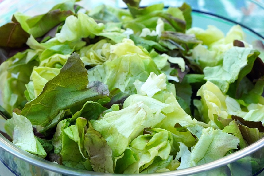 베란다 텃밭 상추키우기 봄에 키울 수 있는 채소 종류