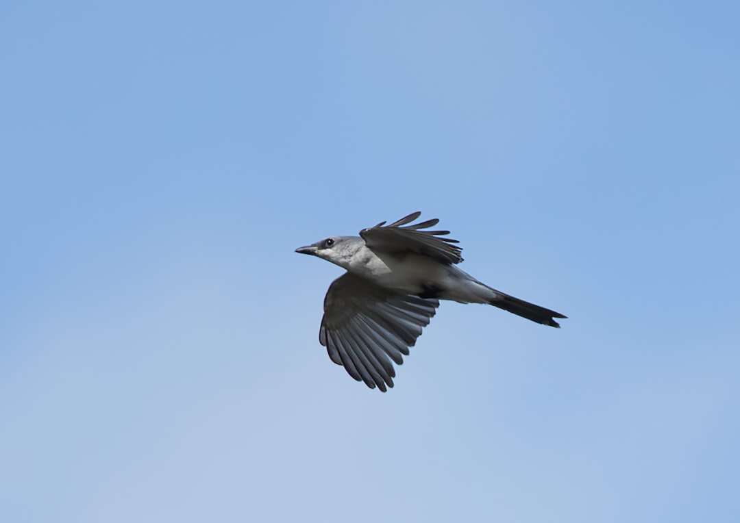 Cuckoo