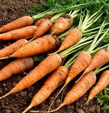 6월에 심는 작물5