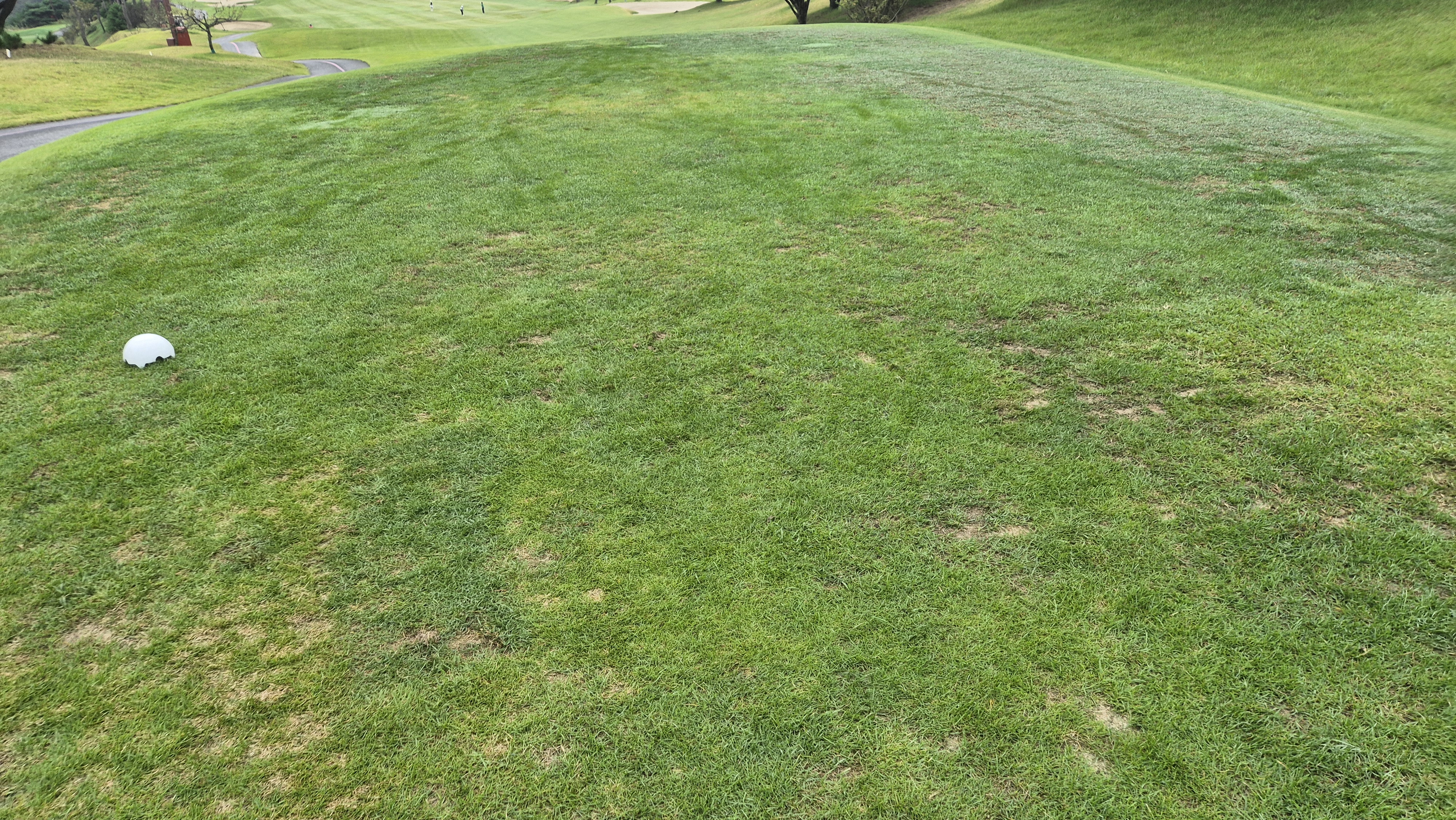 서산수cc 티잉구역 상태